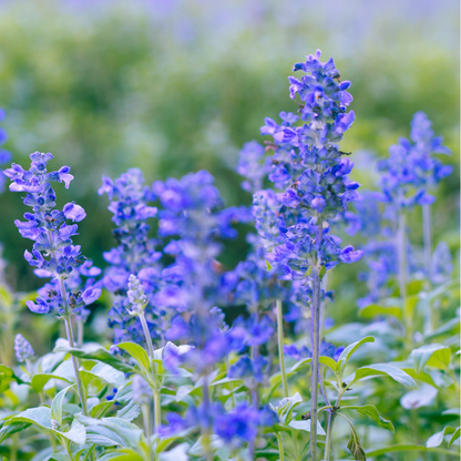 Blue Hills Salvia