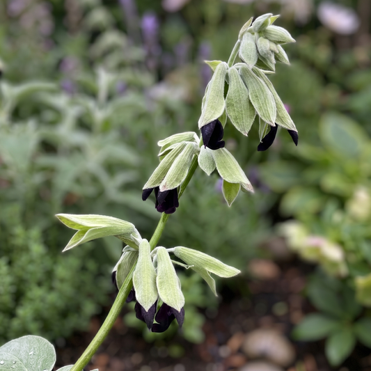 Andean Silver-Leaf Sage