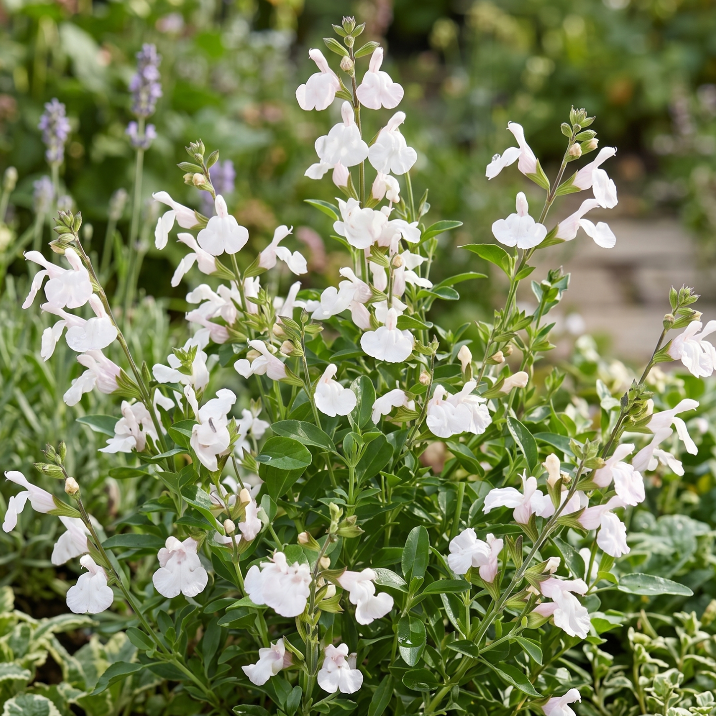 Tanami White Salvia