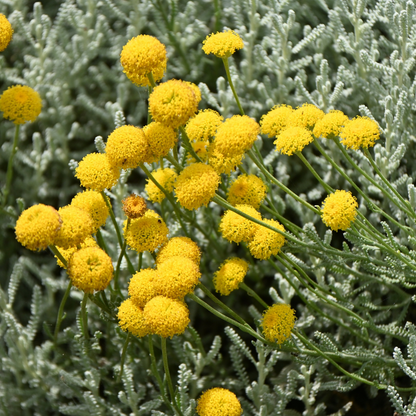 Lavender Cotton (Santolina chamaecyparissus)