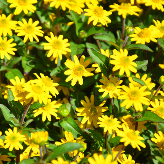 Goldbini Sanvitalia