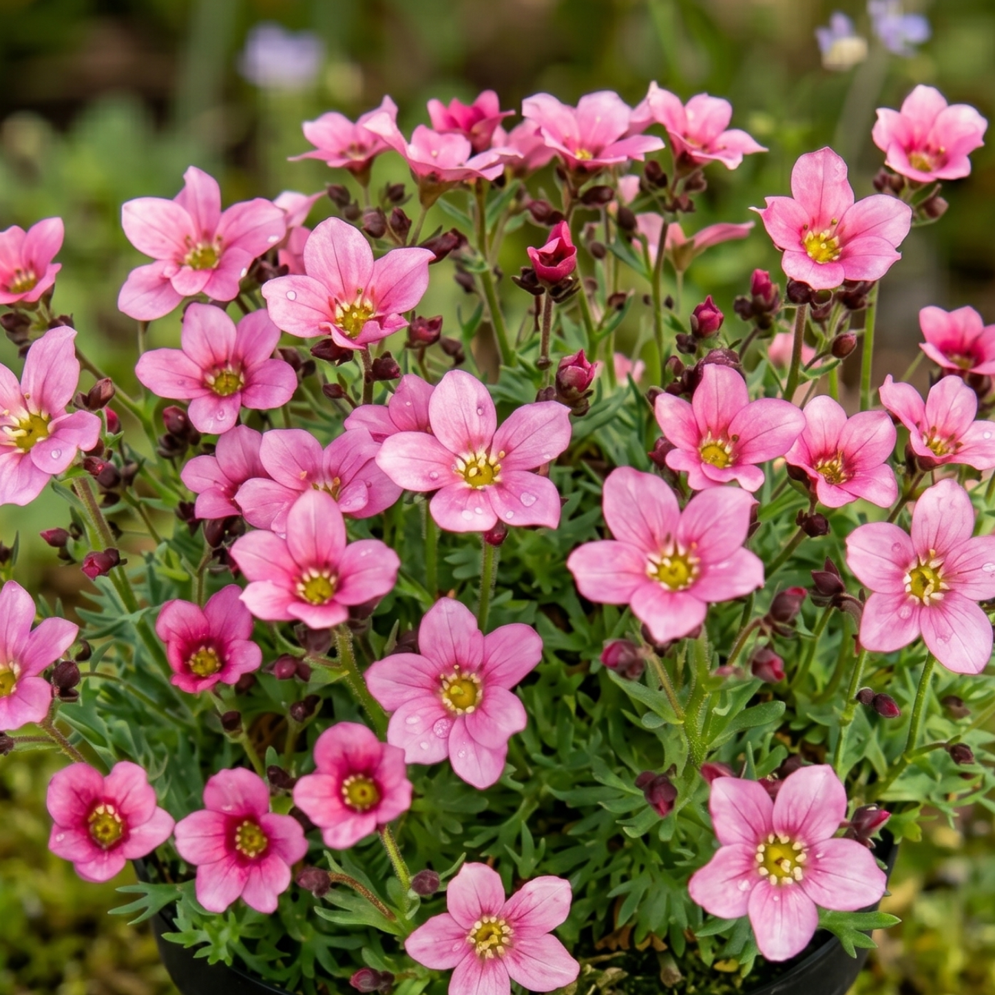 So Saxy Rose Saxifrage