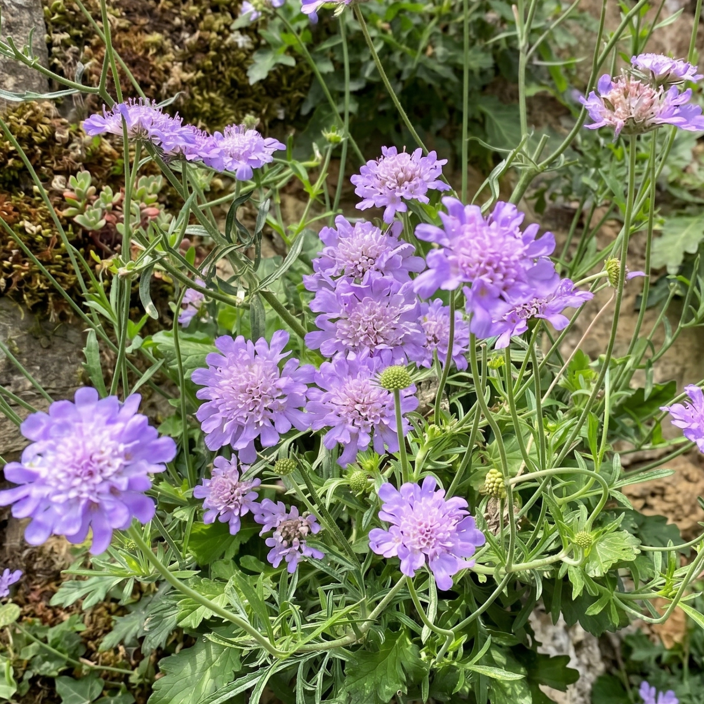 Butterfly Blue Pincushion Flower
