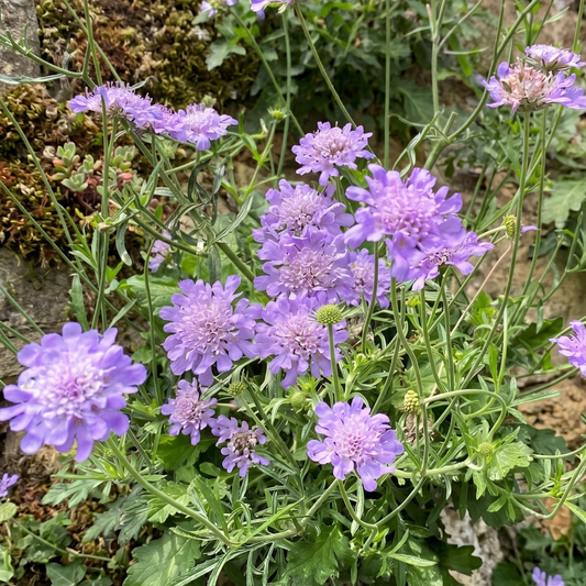 Butterfly Blue Pincushion Flower