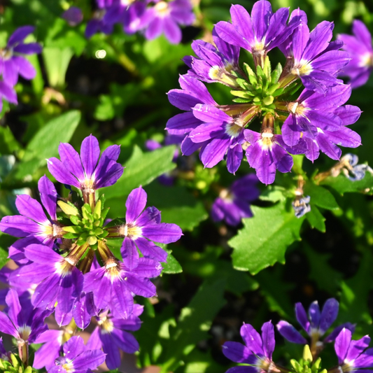 Mauve Clusters Fan Flower