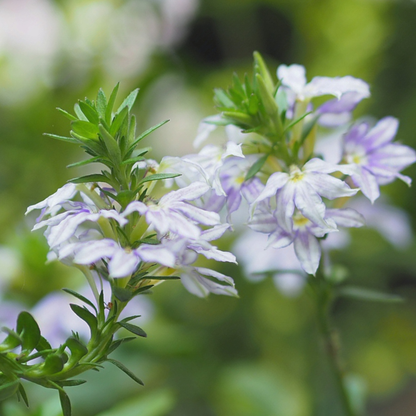Fairy Blue Fan Flower