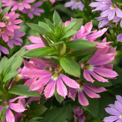 Fairy Pink Fan Flower