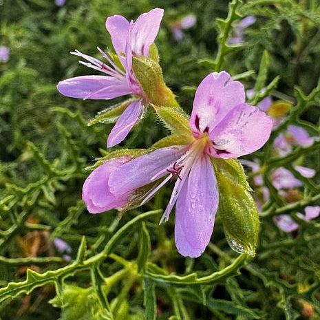 Ananas Scented Geranium