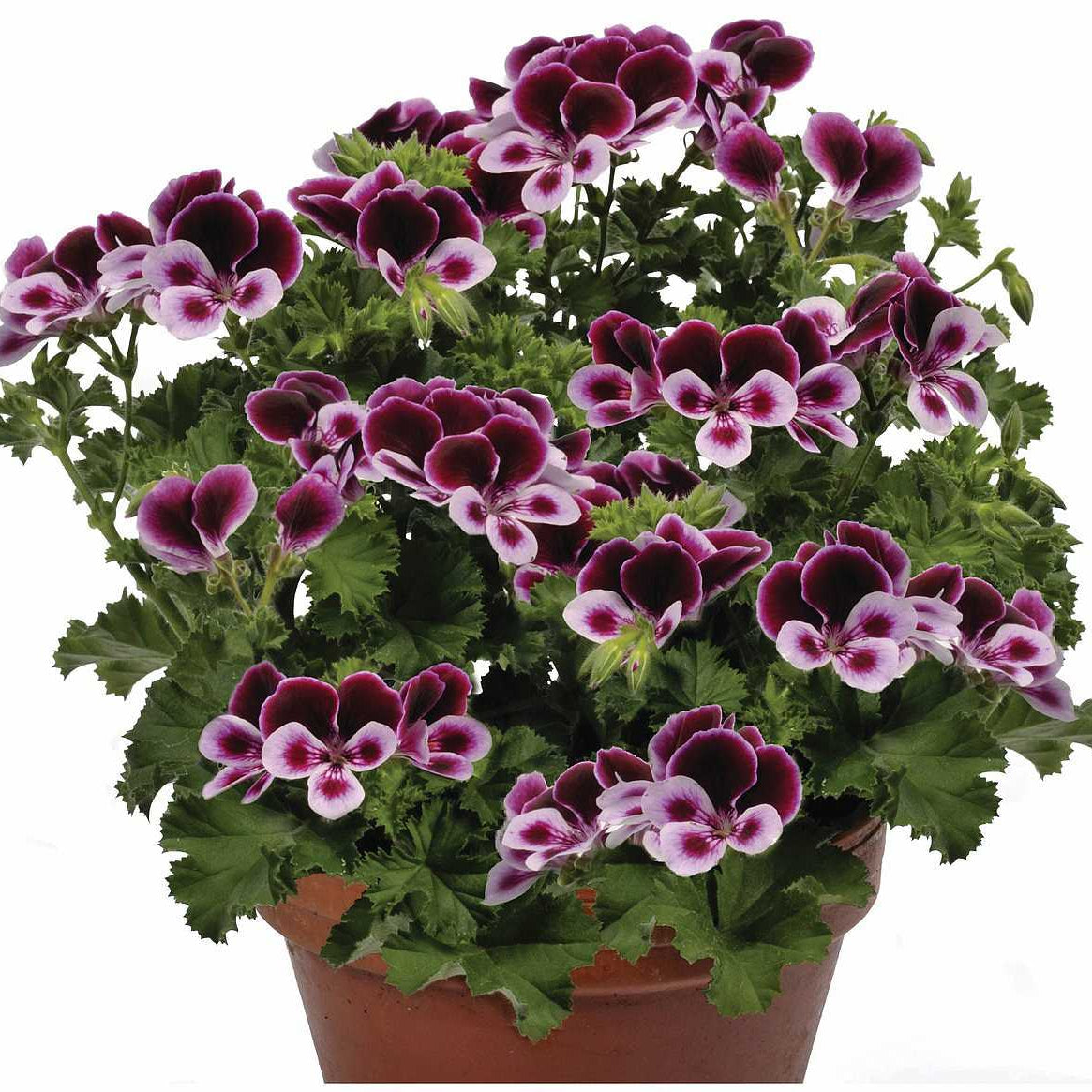Angels Perfume Scented Geranium