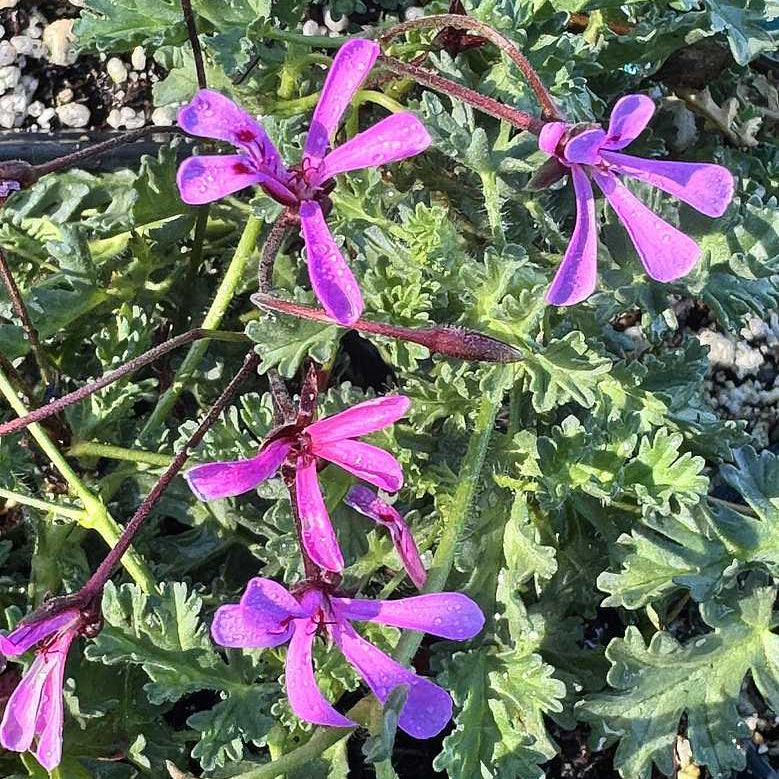 Pelargonium