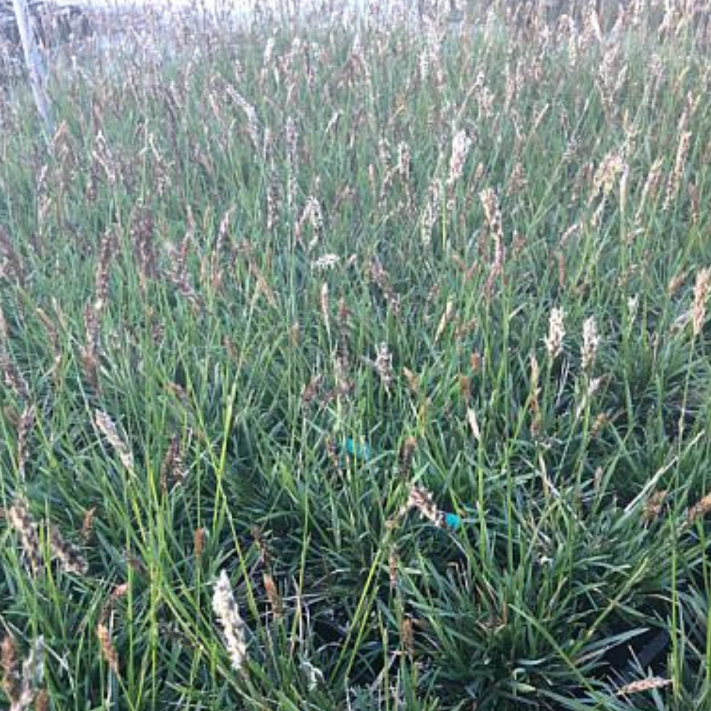 Greenlee Hybrid Moor Grass