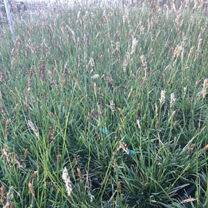 Greenlee Hybrid Moor Grass
