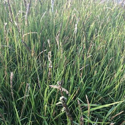 Autumn Moor Grass