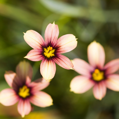 Quaint & Queer Blue-Eyed Grass