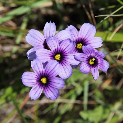 California Blue-Eyed Grass