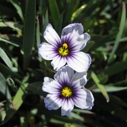 Dwarf Blue-Eyed Grass
