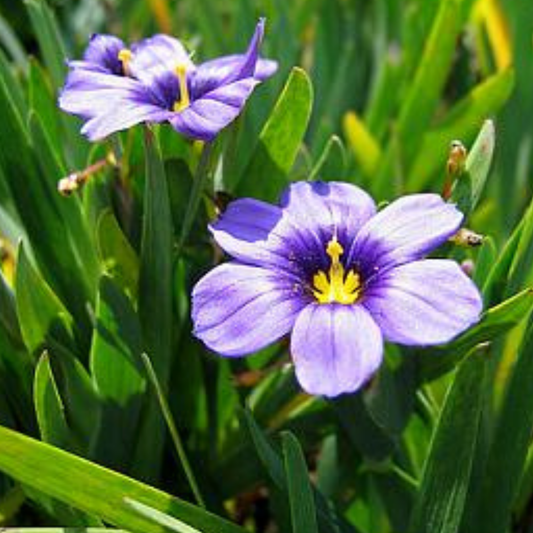 Rocky Point Blue-Eyed Grass