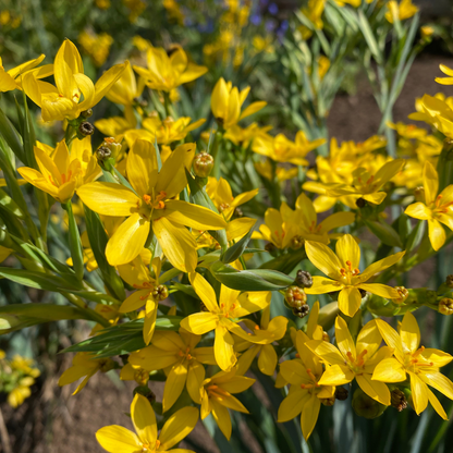 Yellow Eyed Grass