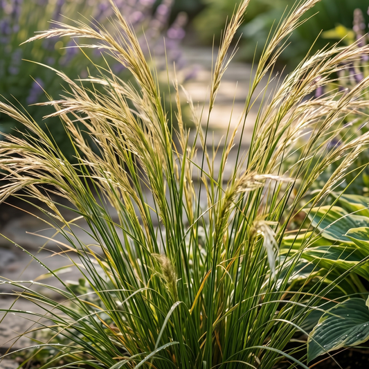 Peruvian Feather Grass