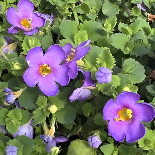 Epic Blue Bacopa