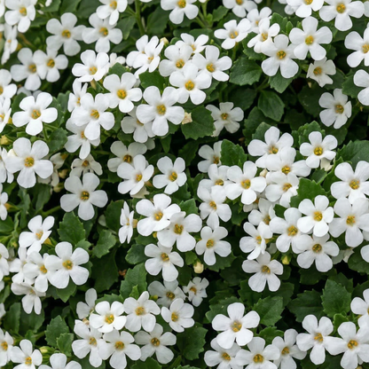 Big Falls White 24 Bacopa