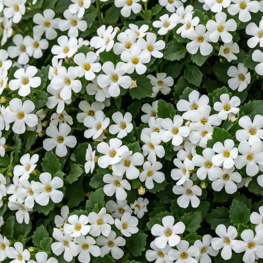 Big Falls White 24 Bacopa