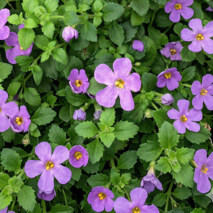 Scopia Gulliver Blue Bacopa