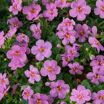 Scopia Gulliver Pink Bacopa