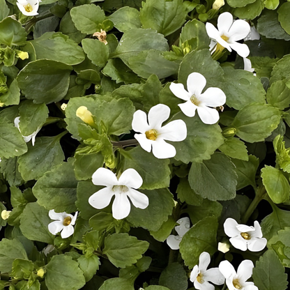 White Bacopa