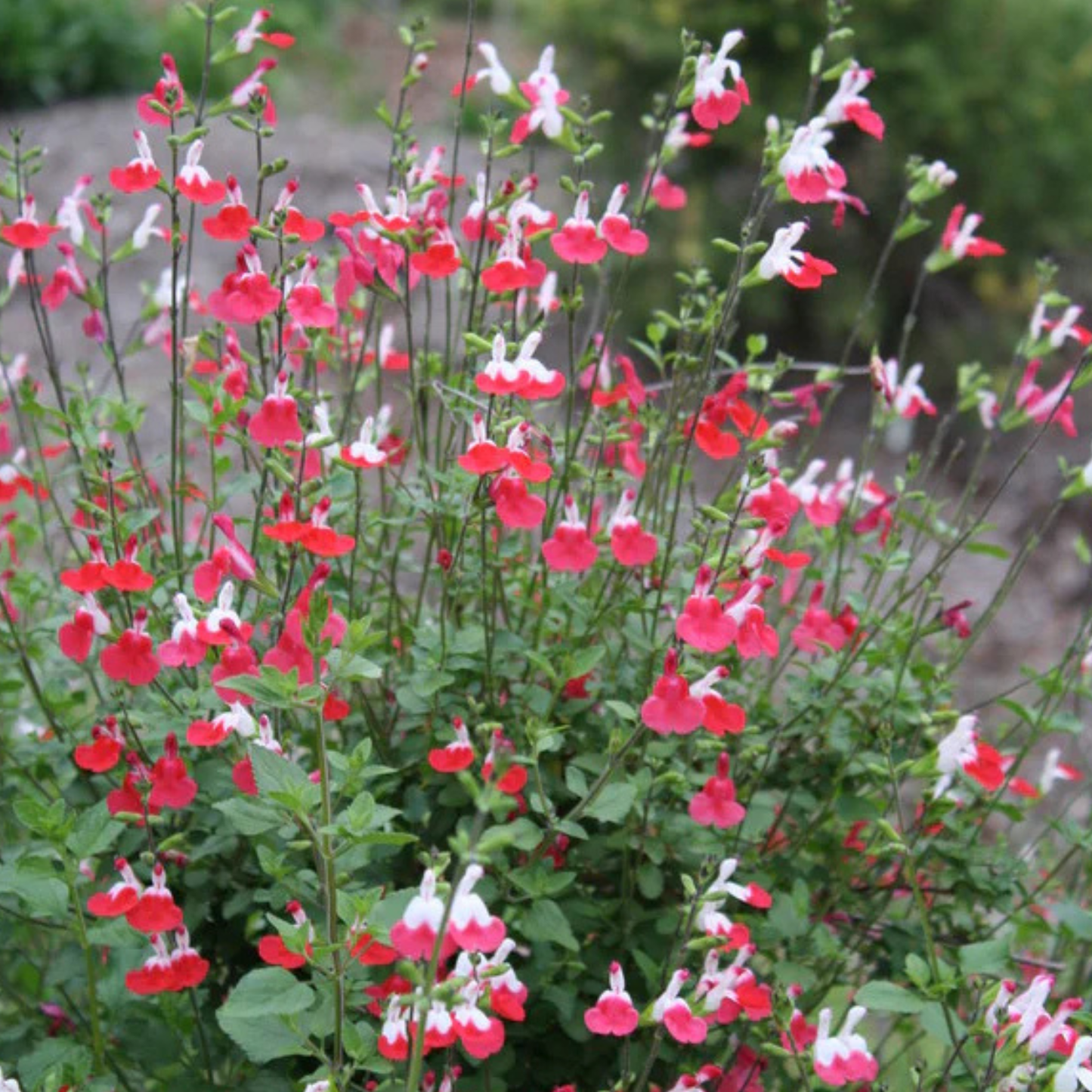 Hot Lips Salvia