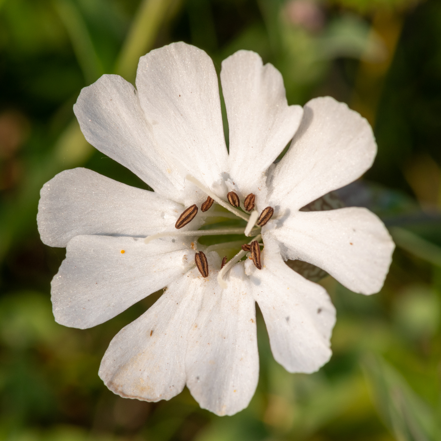 Sea Campion Silene