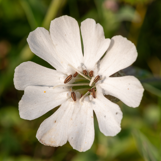 Sea Campion Silene