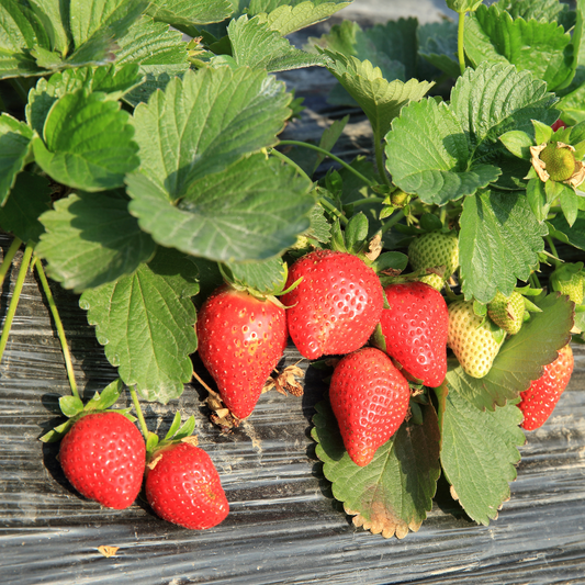 Seascape Strawberry