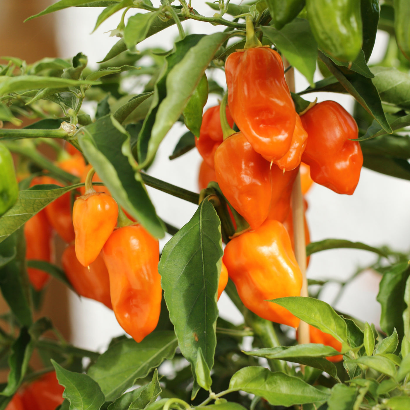 Orange Spice Jalapeno Pepper Grow Kit