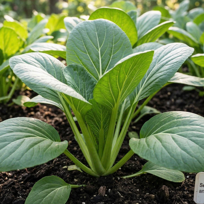Senposai Japanese Mustard Spinach