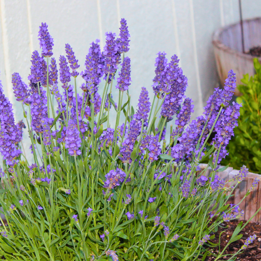 Sensational French Lavender