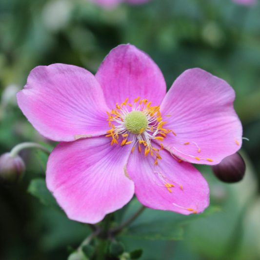 September Charm Japanese Anemone