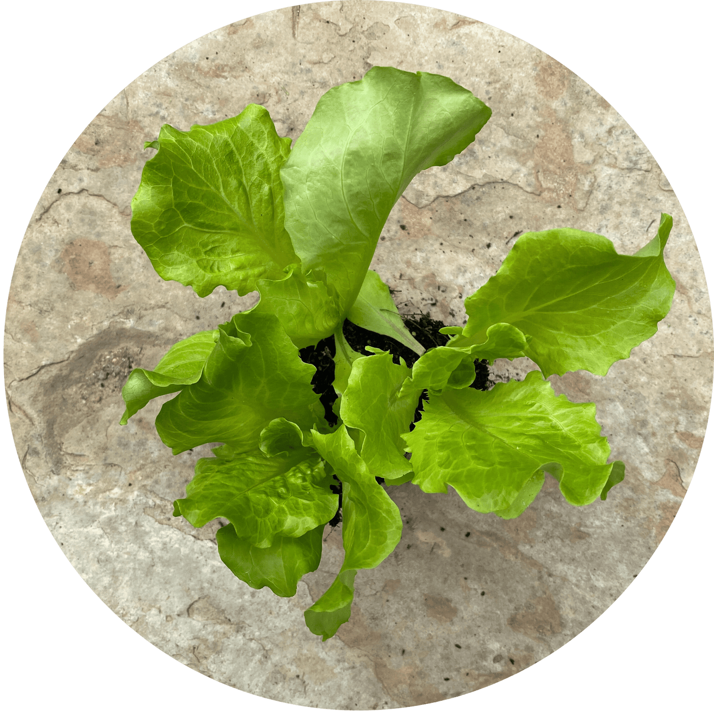 Green Crisphead (Lettuce)