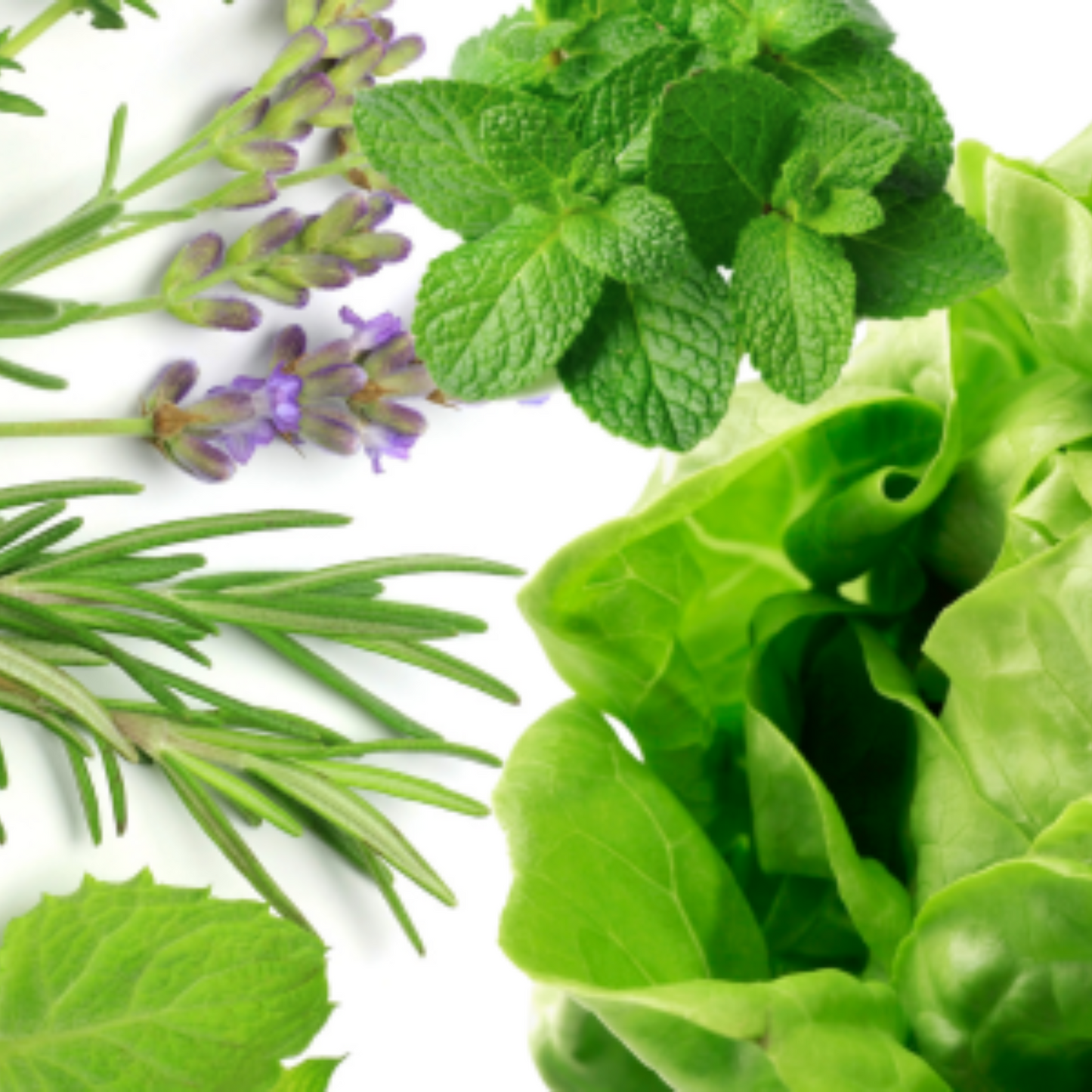 Seasonal Varieties 6-Pack Garden Bundle