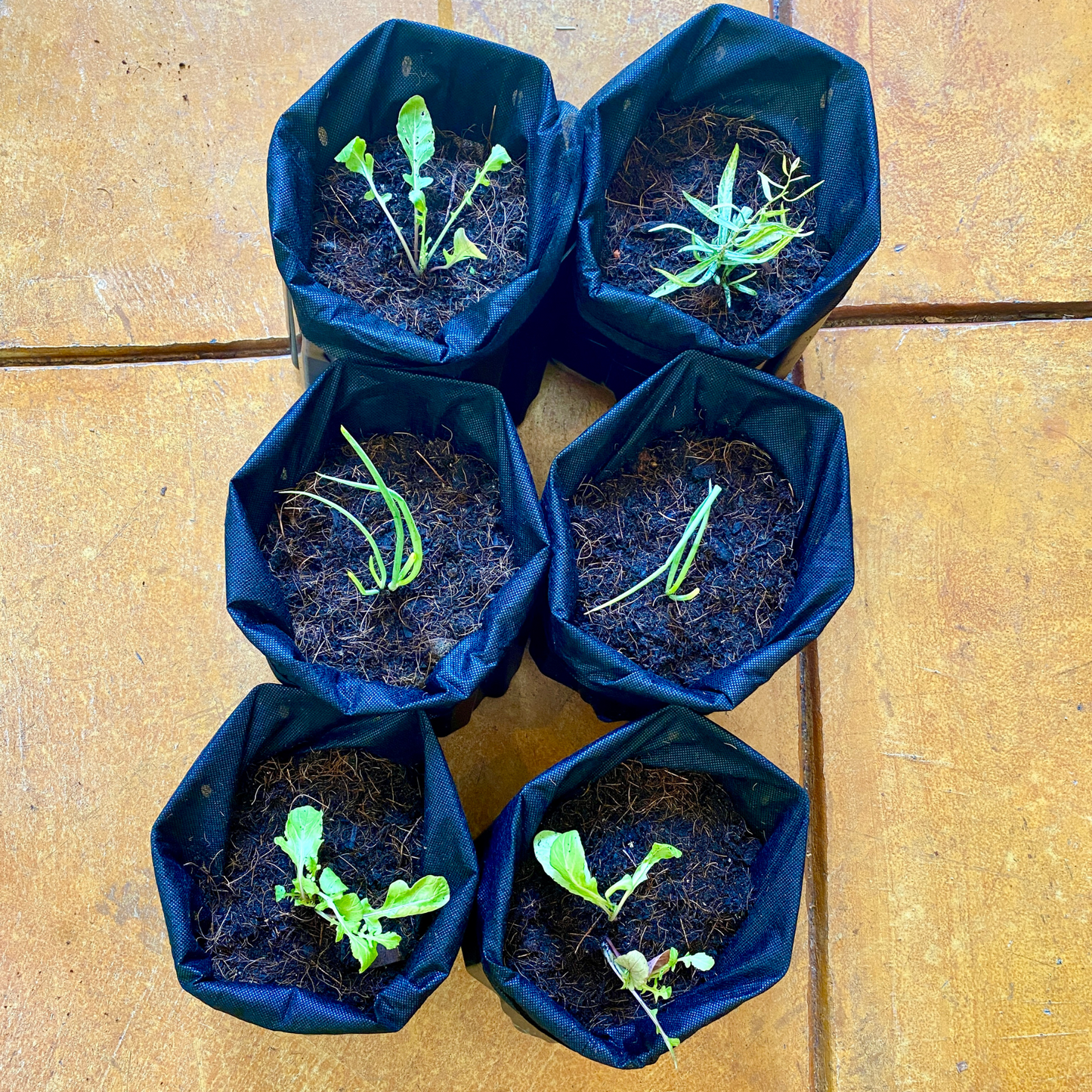 Seasonal Varieties 6-Pack Garden Bundle