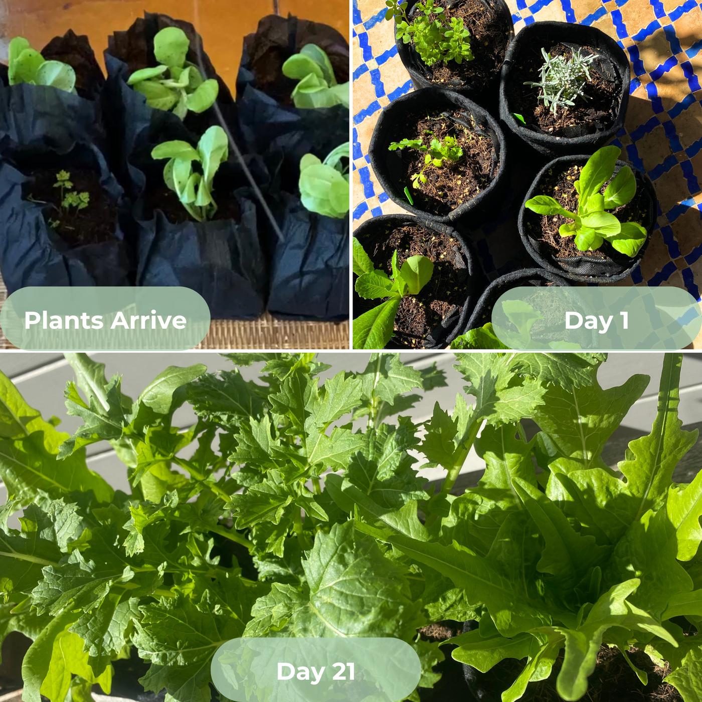 Seasonal Garden Kit