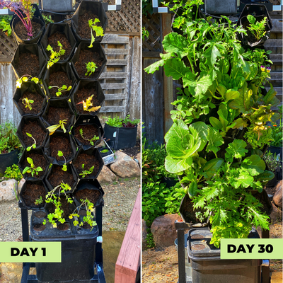 The Deluxe Planted Wall (TESTCopy)
