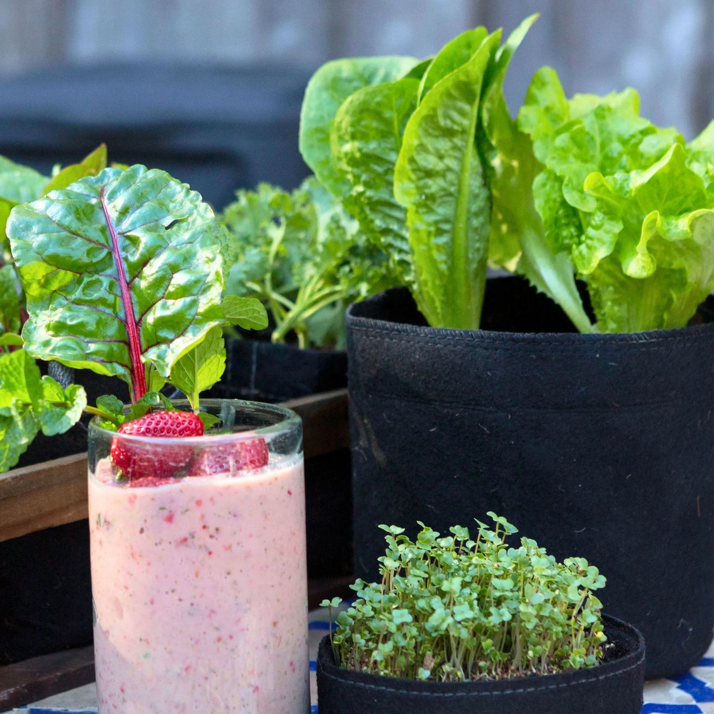 Smoothie Garden Kit