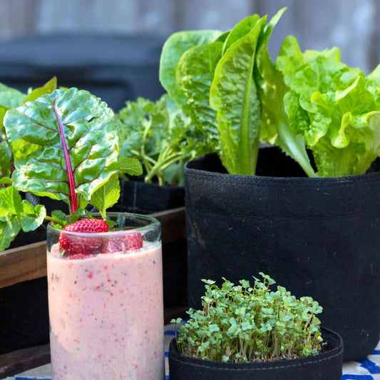 Smoothie Garden Kit