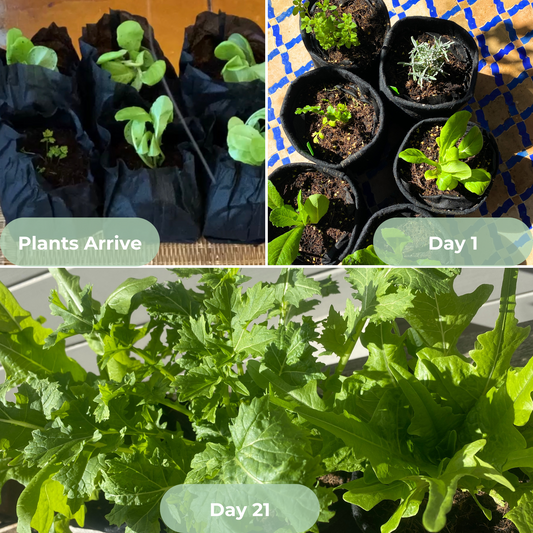 Planting Service for 6 Seedlings