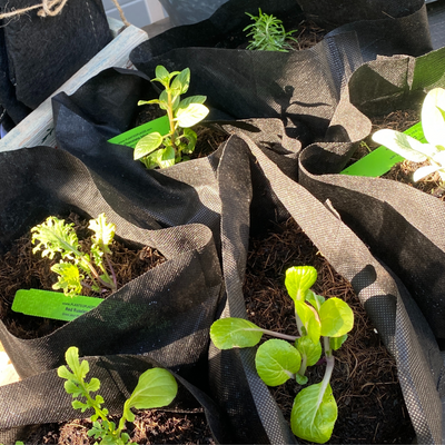 Garden to Grill Grow Kit + Apron