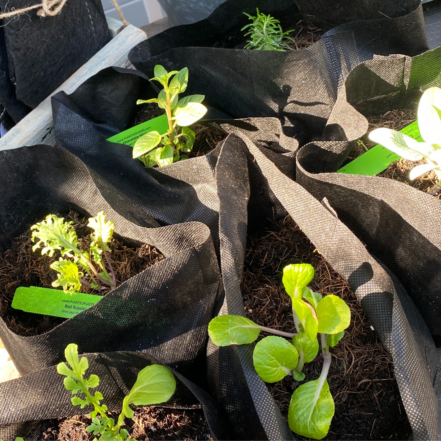 Garden to Grill Grow Kit + Apron