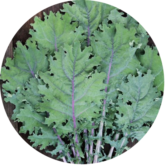 Red Russian Kale