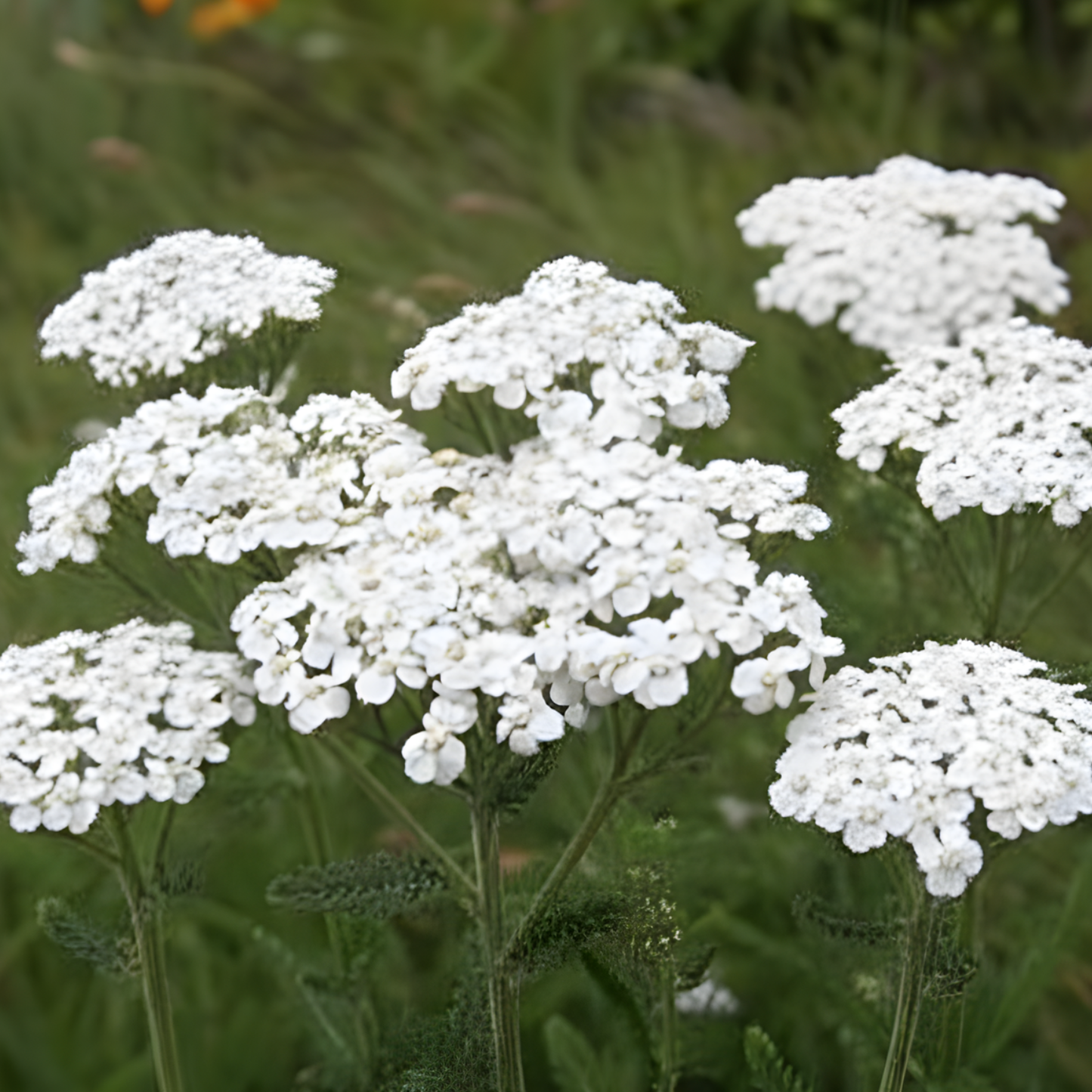 Sonoma Coast Yarrow