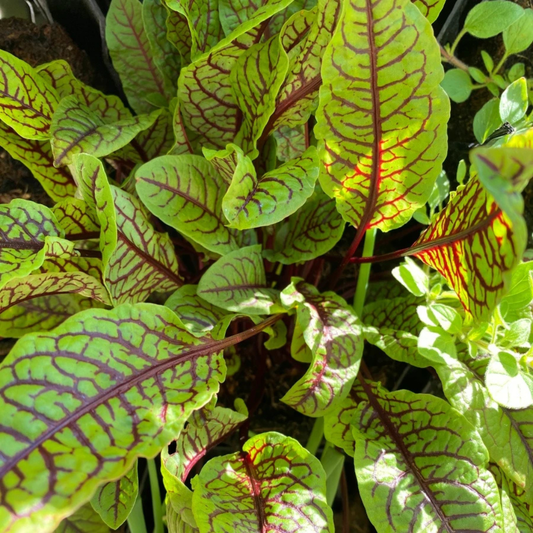Sorrel